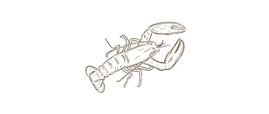 简约线稿龙虾手绘简笔画