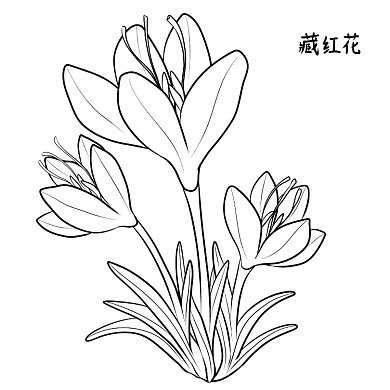 藏红花手绘线稿简笔画