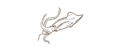 简约鱿鱼手绘简笔画