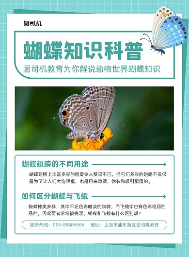 蝴蝶知识科普蓝色简约印刷海报