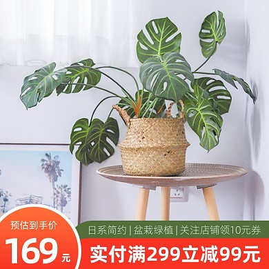 绿植植物盆栽主图直通车