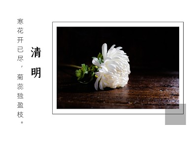 清明节白菊追思祭奠横版配图