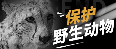 地球日保护野生动物黑白摄影图公众号首图