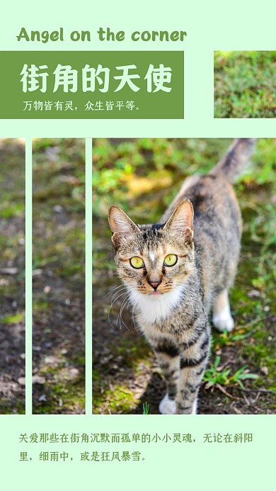 关爱流浪猫小动物摄影图竖版配图
