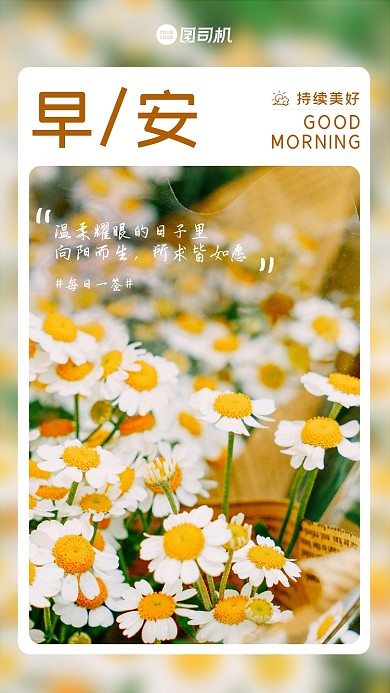 雏菊花卉唯美实景日签手机海报