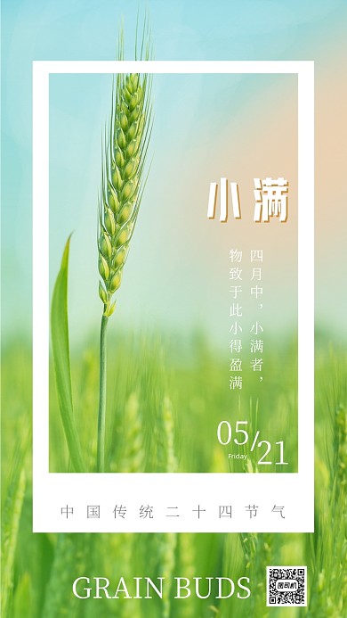 小满节气小清新小麦摄影竖版配图