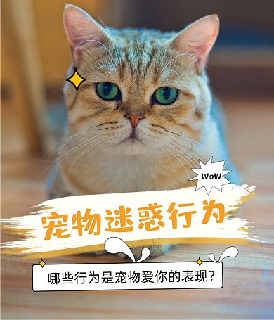 宠物科普知识猫咪视频号封面