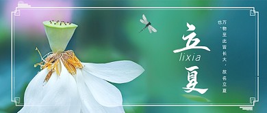 立夏节气荷花莲蓬摄影图公众号首图