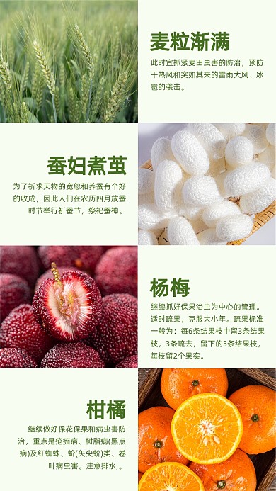 小满农事拼图传统节气竖版配图