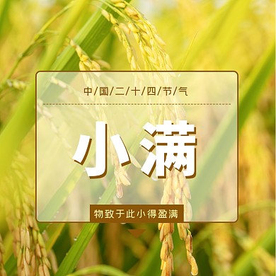 小满节气秋天金黄麦穗方形配图