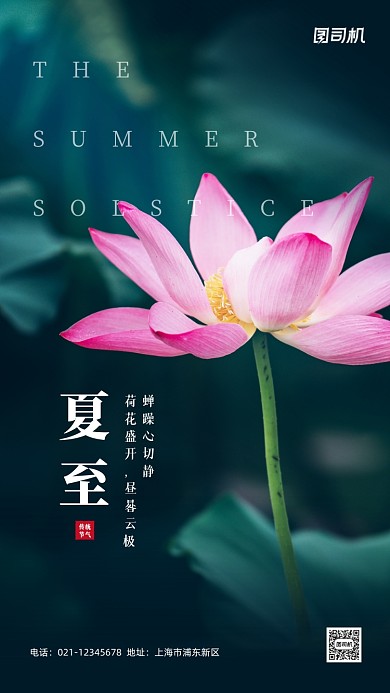 夏至节气实景荷花手机海报