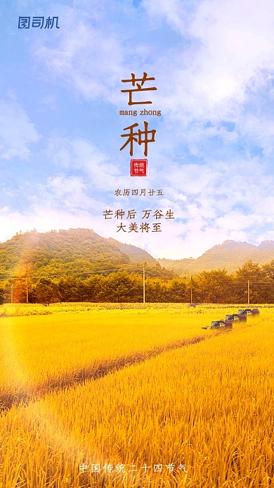 芒种节气实景简约手机海报