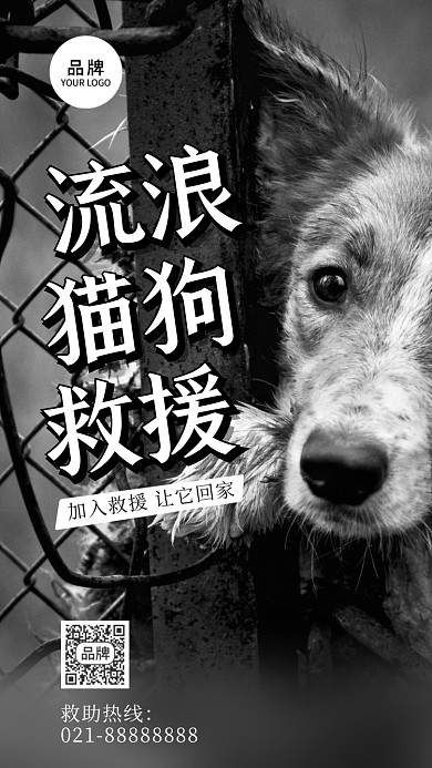 流浪猫狗救援摄影图海报