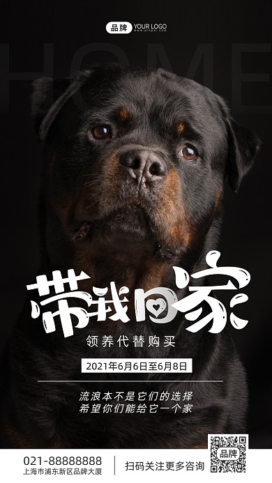 宠物领养宣传摄影图海报