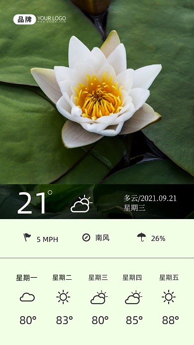 白莲花清新天气预报简约摄影图
