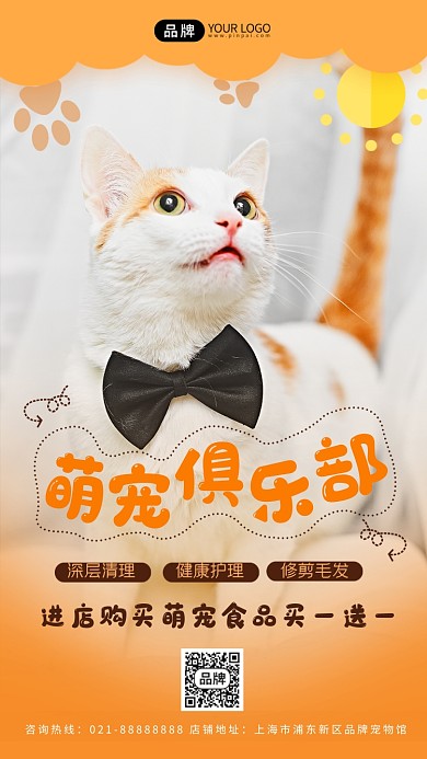 宠物护理可爱猫咪暖色调摄影图海报