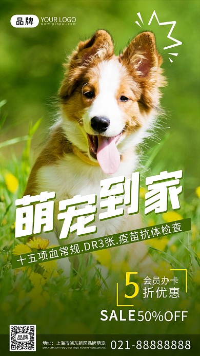 宠物体检可爱牧羊犬摄影图海报