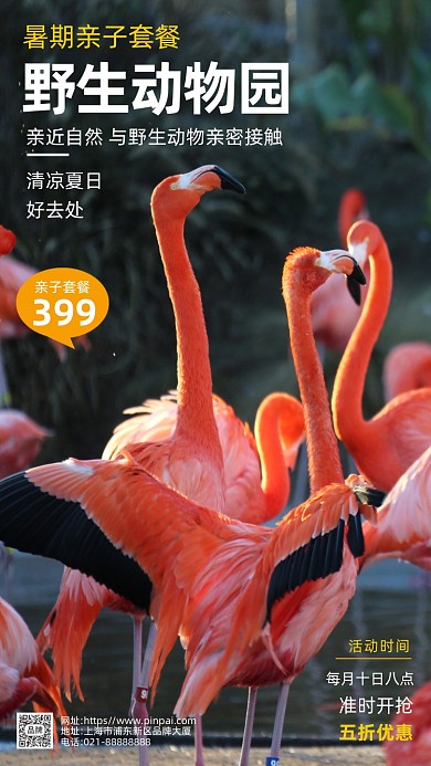 动物园套餐火烈鸟摄影图海报