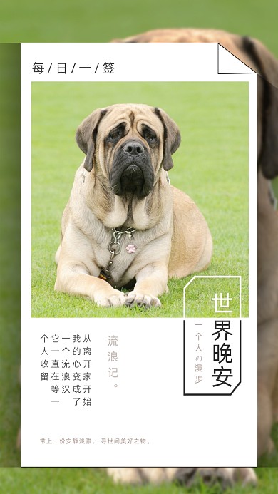 世界晚安每日一签宠物摄影图海报