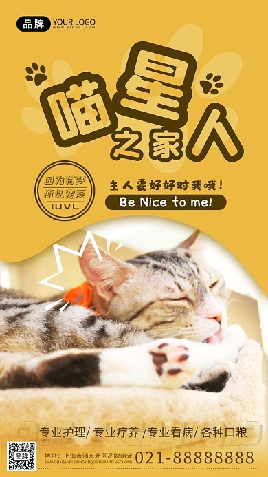 宠物护理可爱猫咪摄影图海报