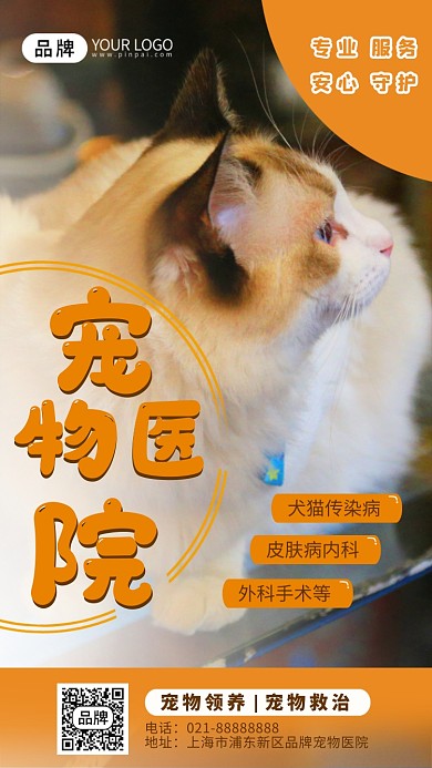 宠物医院可爱猫咪摄影图海报
