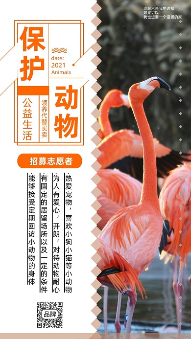 保护动物公益招募志愿者宣传摄影图海报