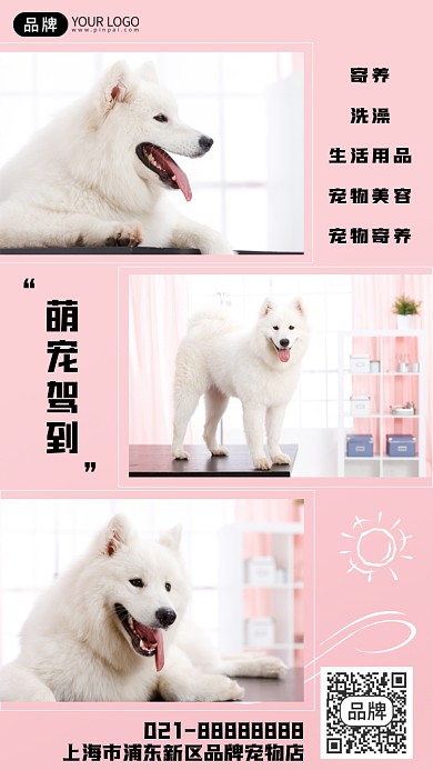 宠物护理服务摄影图海报