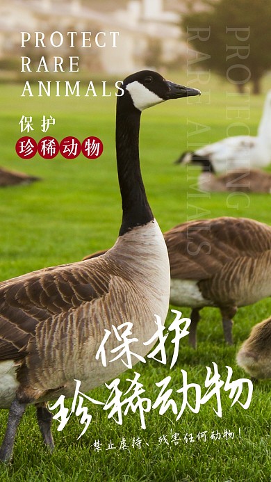 保护珍稀动物公益摄影图海报