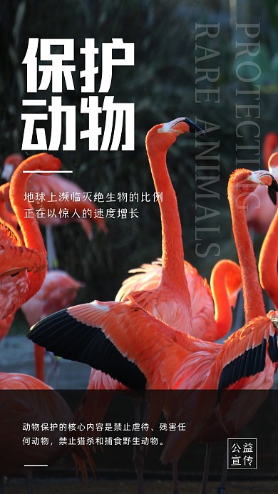 保护动物环保公益摄影图海报