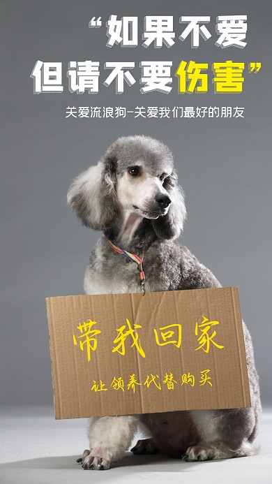 关爱流浪动物公益摄影图海报