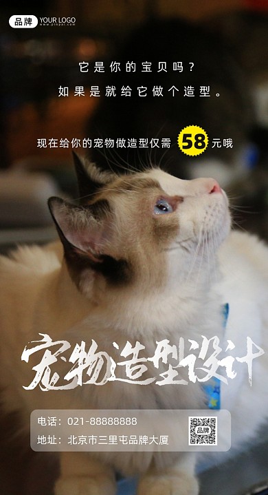 宠物造型设计宣传摄影图海报