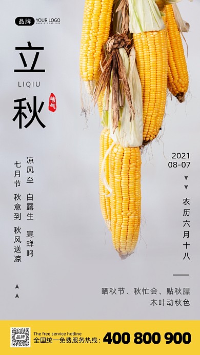 立秋节气玉米写实风摄影图海报