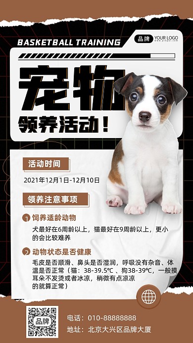 宠物领养活动小狗摄影图海报