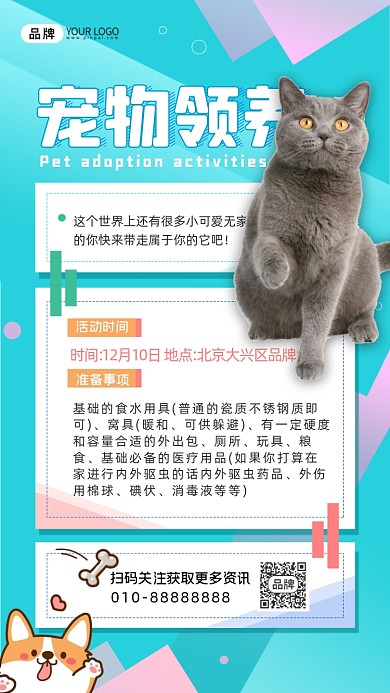 宠物领养活动猫咪摄影图海报