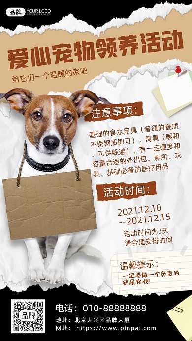 宠物领养活动宣传狗狗摄影图海报