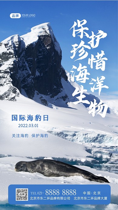 国际海豹日公益宣传摄影图海报
