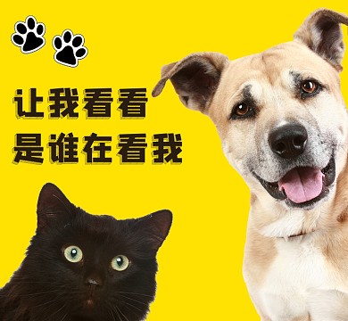 狗狗宠物朋友圈封面