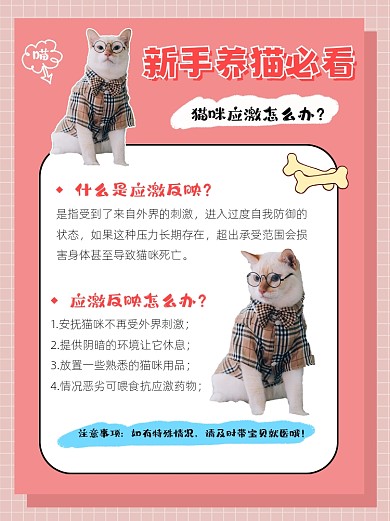 新手养猫必看指南小红书配图