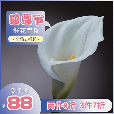 紫色白色淡雅鲜花马蹄莲感恩节促销直通车