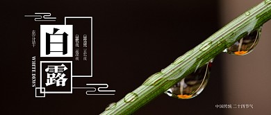 黑色树枝露水清新摄影图二十四节气白露露水微信公众号素材图片