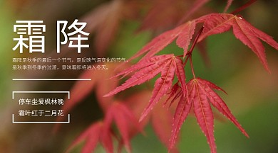 二十四个节气霜降横版手机海报