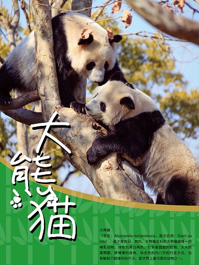 简洁熊猫竹子公益海报