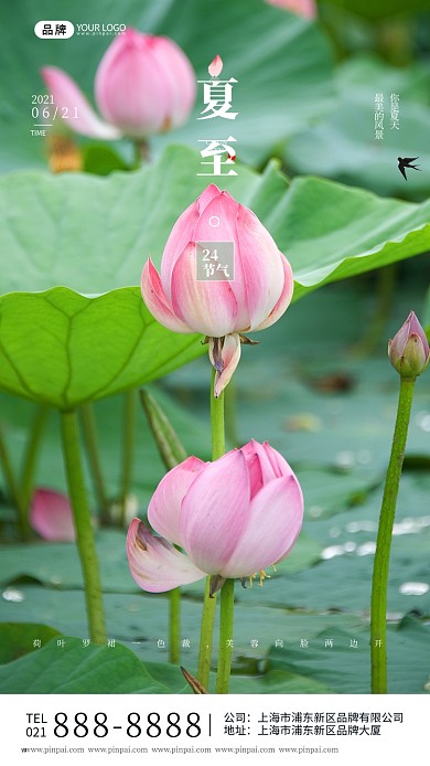 夏至荷塘荷花24节气日签摄影图海报