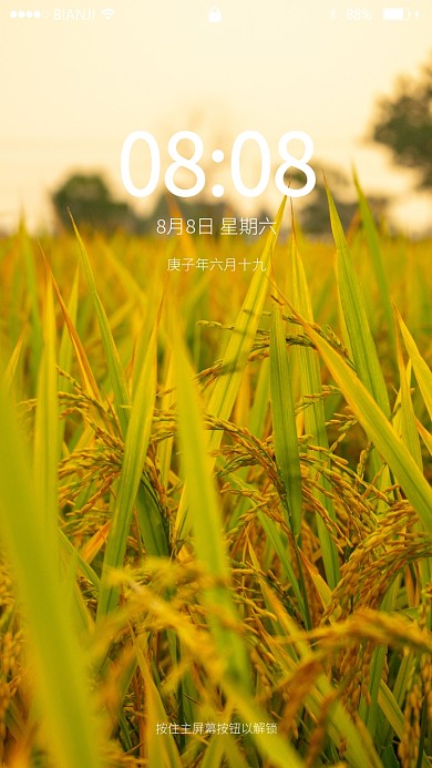 秋天丰收稻子摄影图手机壁纸