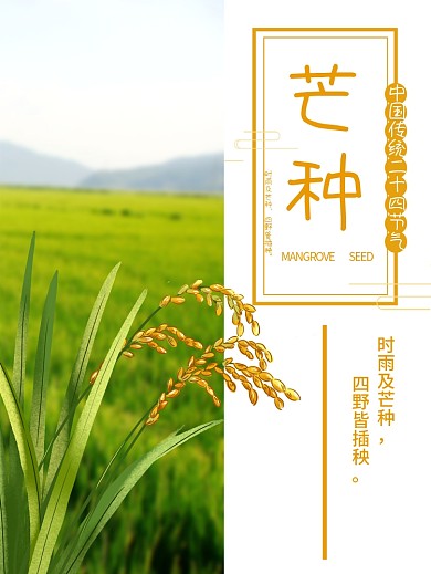 中国传统二十四节气芒种稻谷
