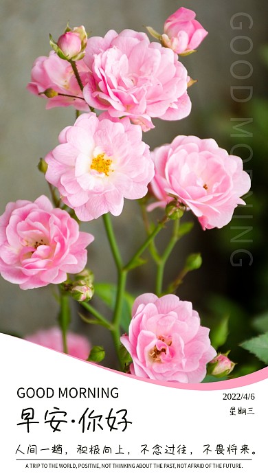简约早安你好日签植物蔷薇花朋友圈励志海报