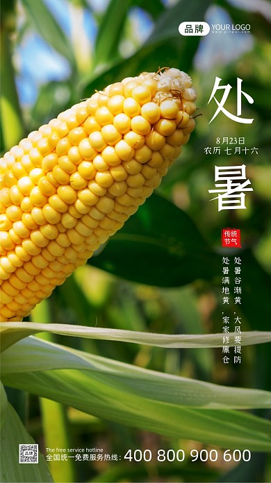 处暑节气玉米写实风摄影图海报