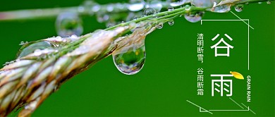 谷雨节气小麦公众号首图