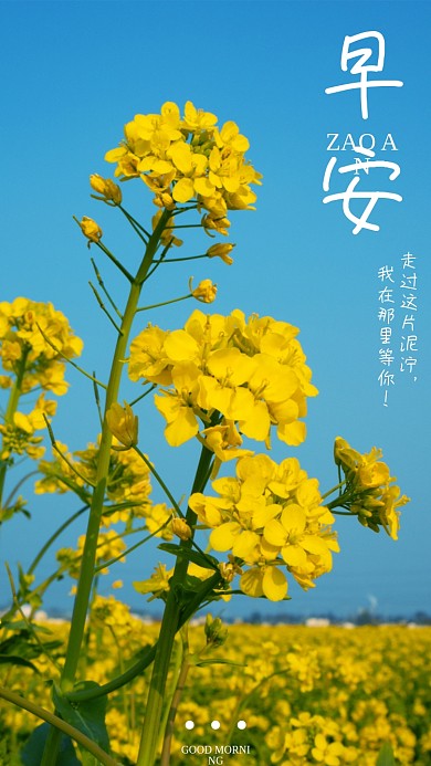 春天油菜花简约早安问候朋友圈日签手机海报