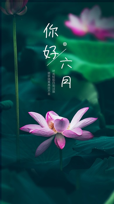 摄影文艺清新荷花海报